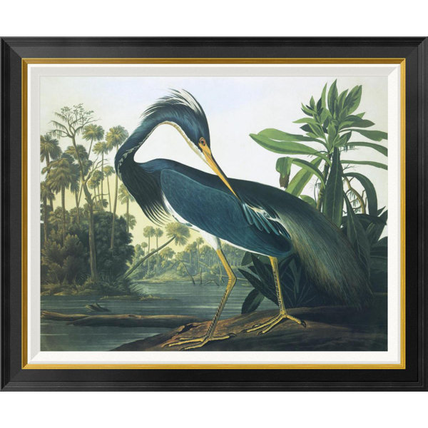 Framed Audubon Prints Wayfair